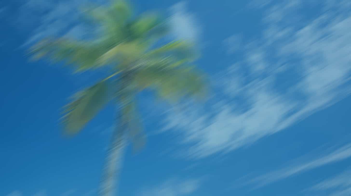 Mise en avant palmier à Nice